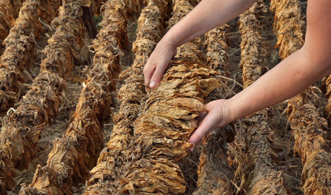 Türkiye’nin geleneksel ihraç sektörlerinden biri olan tütün sektörü dünya genelinde