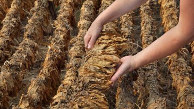 Türkiye’nin geleneksel ihraç sektörlerinden biri olan tütün sektörü dünya genelinde
