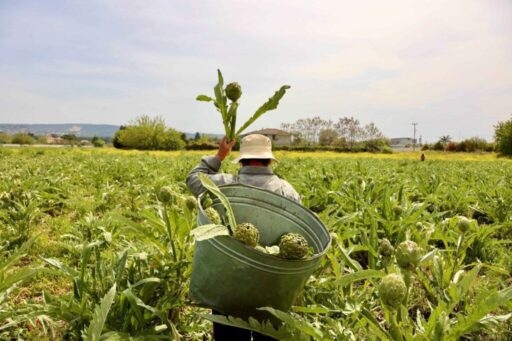 Urla Enginar festivali
