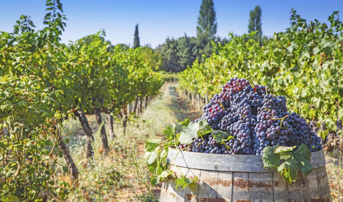 Urla Belediye Başkanı Selçuk Balkan ile Bozcaada Belediye Başkanı Yahya