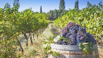 Urla Belediye Başkanı Selçuk Balkan ile Bozcaada Belediye Başkanı Yahya