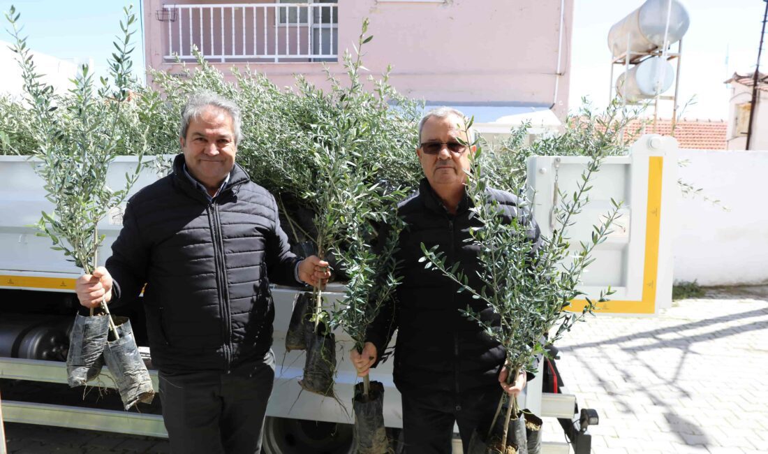 Urla Belediyesi, üreticiyi destekleyen tarım politikalarıyla zeytin varlığını artırmaya devam