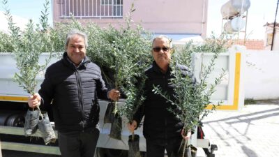 Urla Belediyesi, üreticiyi destekleyen tarım politikalarıyla zeytin varlığını artırmaya devam