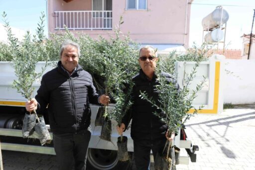 Urla Belediyesi, üreticiyi destekleyen tarım politikalarıyla zeytin varlığını artırmaya devam