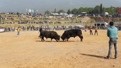 İzmir’in Kemalpaşa İlçesinde bulunan, Kemalpaşa Artvinliler Derneği’nce düzenlenen 2. Boğa