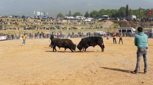 İzmir’in Kemalpaşa İlçesinde bulunan, Kemalpaşa Artvinliler Derneği’nce düzenlenen 2. Boğa