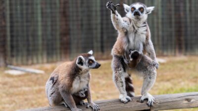 İzmir Büyükşehir Belediyesi Doğal Yaşam Parkı’nda zebra, lemur, ceylan, yaban