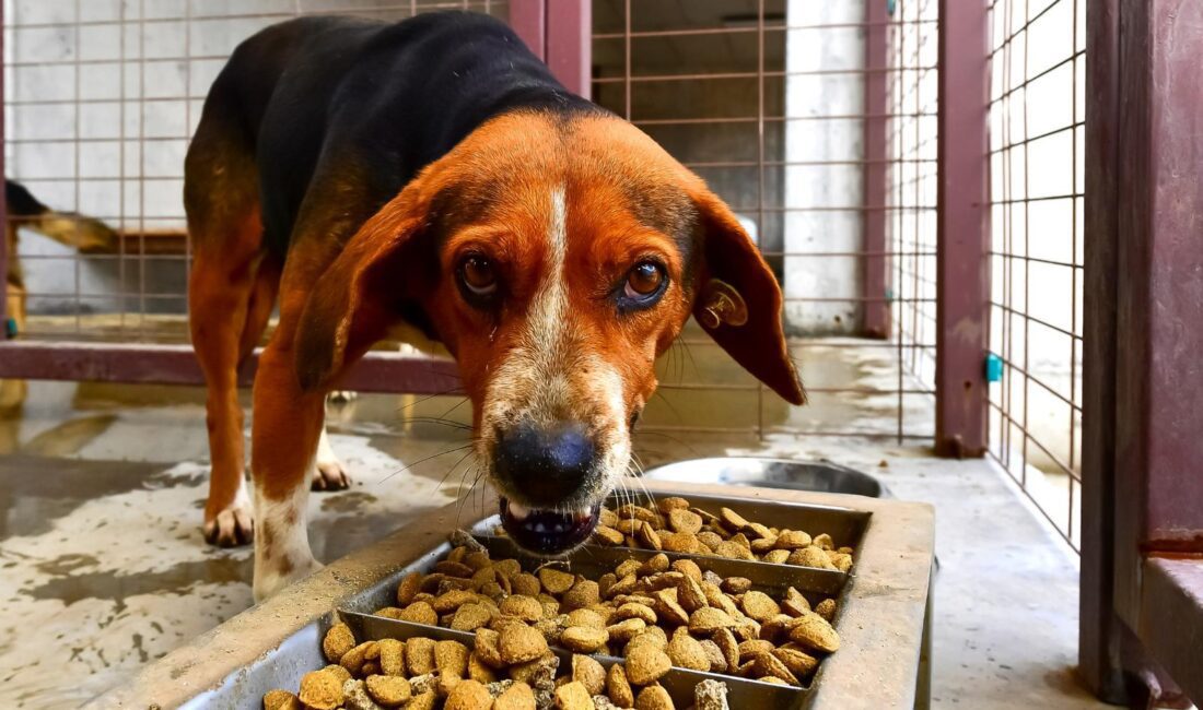 İzmir Büyükşehir Belediyesi, sahipsiz hayvanların mama ihtiyacı için kalıcı bir