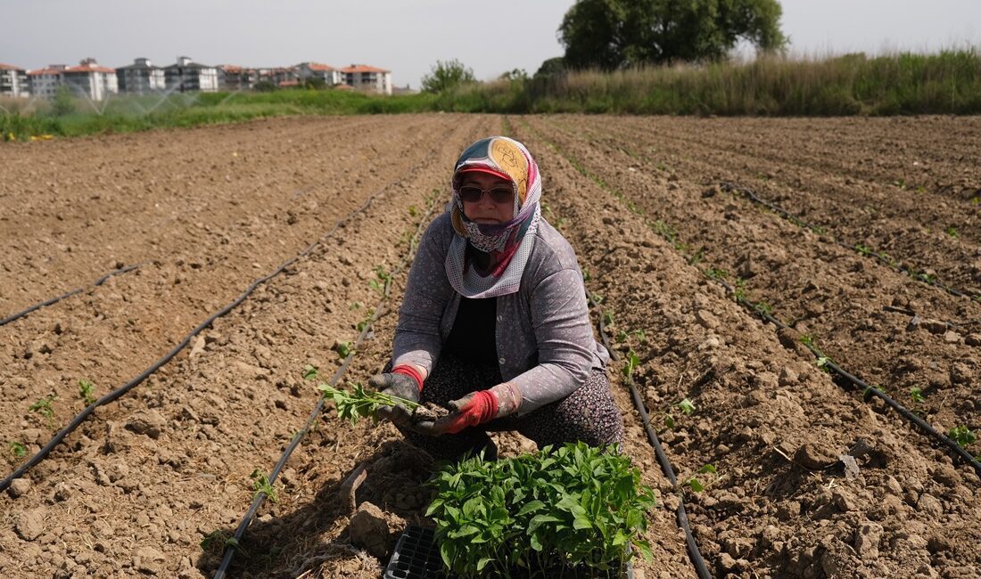 Küçükköy Üretim Mutfağı’nda üretime katılan kadınlar, mutfakta kullanacakları ürünlerin fidelerini