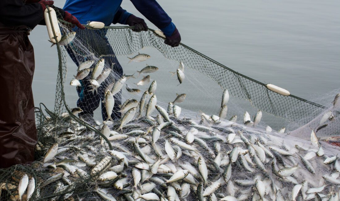 Türkiye’nin su ürünleri ihracatı 5 yılda yüzde 100 arttı Türkiye’de ihracatın yıldızlarından su ürünleri sektörü, son 5 yılda ihracatını