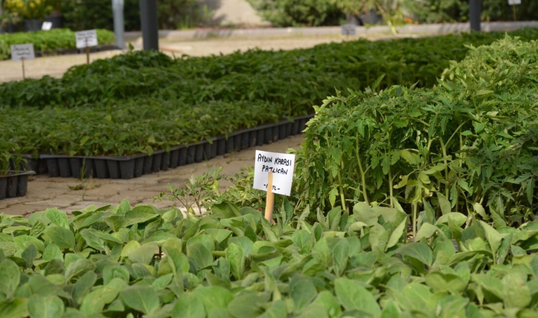 Efes Selçuk Belediyesi’nin Köy Enstitülerinden ilham alarak hayata geçirdiği Efes