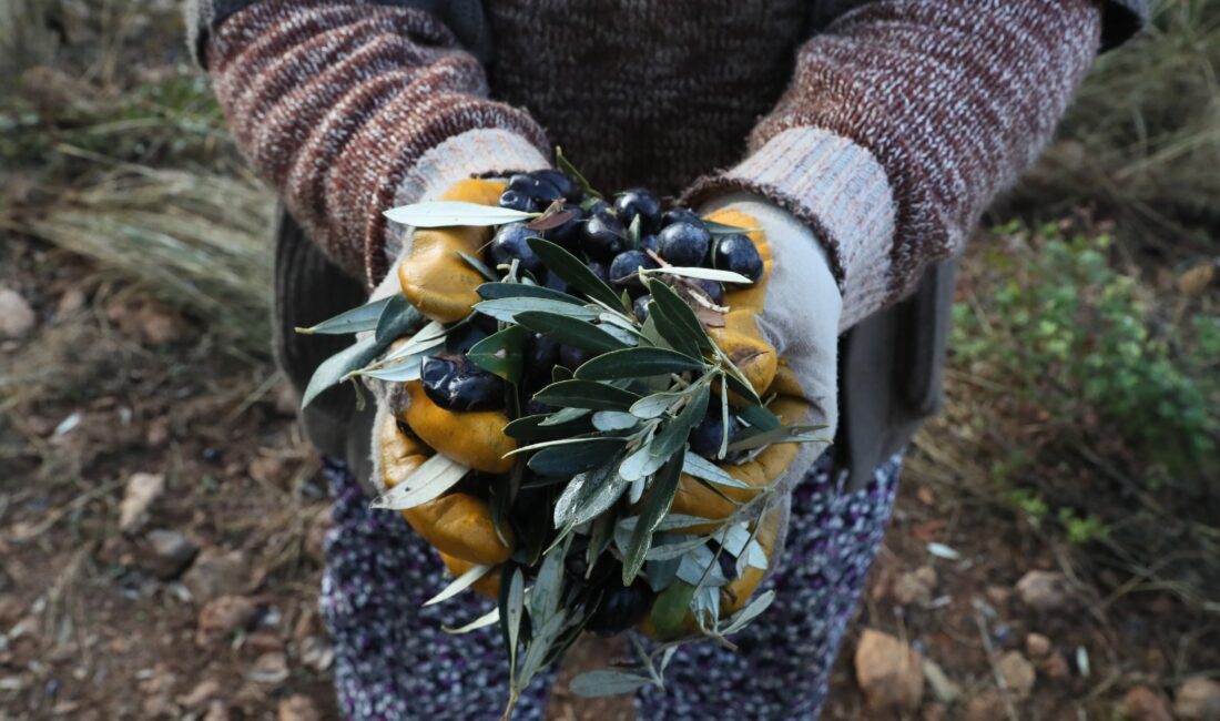 Urla Belediyesi ile Balıklıova Köyü Tarımsal Kalkınma Kooperatifi arasında imzalanan