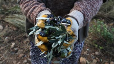 Urla Belediyesi ile Balıklıova Köyü Tarımsal Kalkınma Kooperatifi arasında imzalanan