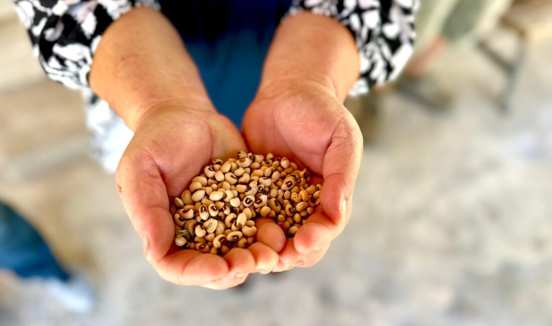 Urla Belediyesi, üreticiye verdiği sözü tutmaya devam ediyor. Zeytin fidanı