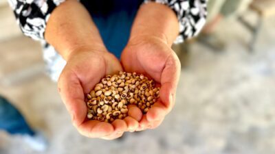 Urla Belediyesi, üreticiye verdiği sözü tutmaya devam ediyor. Zeytin fidanı