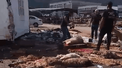 Bornova Belediyesi, kendi belirlediği ve kontrolü altında ki kurban satış