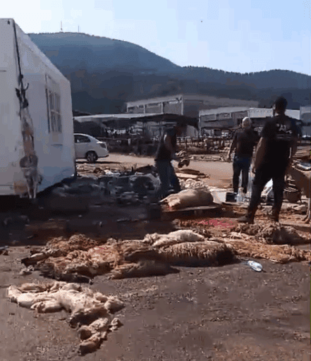 Bornova Belediyesi, kendi belirlediği ve kontrolü altında ki kurban satış