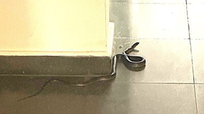 İzmir'de lüks bir sitenin 4'ncü katında bulunan yılan korkuya neden