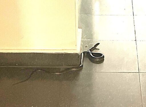 Yılanlar şehirlere indi: İzmir’de lüks sitede yakalandı İzmir'de lüks bir sitenin 4'ncü katında bulunan yılan korkuya neden