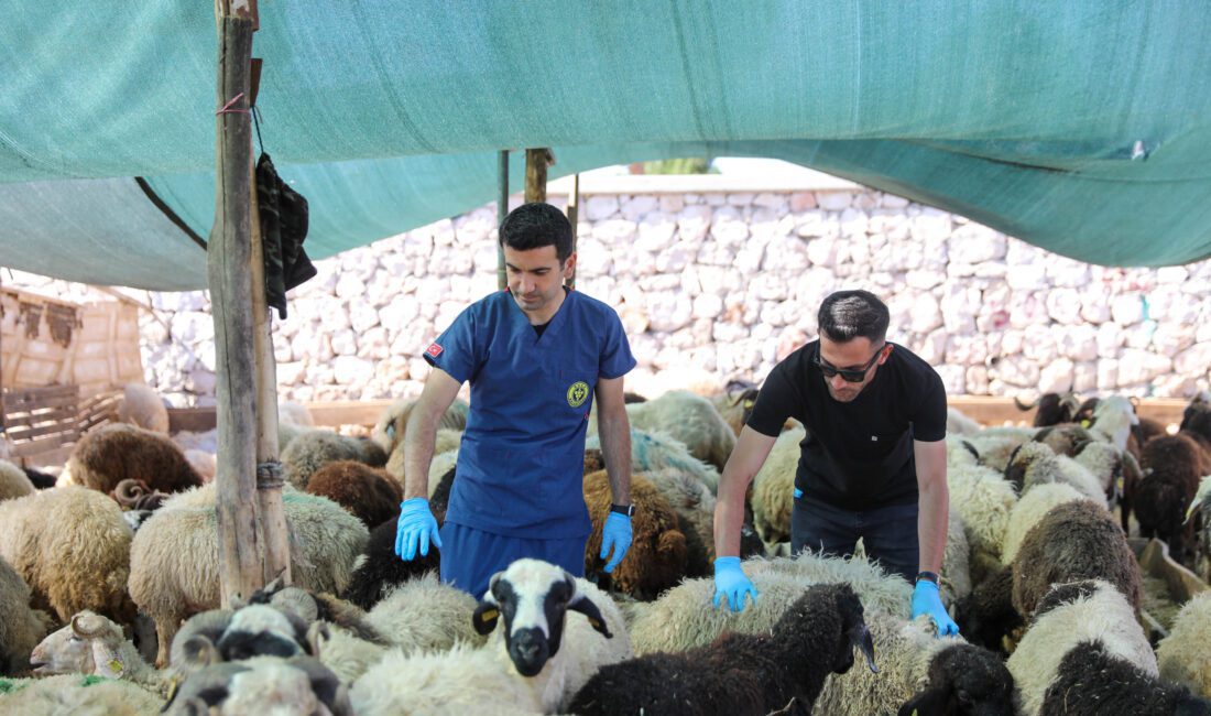 Buca’da Kurban Bayramı öncesi sıkı denetim Kurban Bayramı yaklaşırken Buca Belediyesi, vatandaşların ibadetlerini hijyenik ve güvenli
