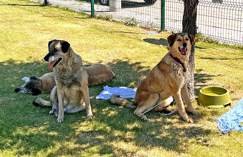 Çeşme’de Umut Yeşeriyor: Yangından Kurtarılan Can Dostlara Yeni Yuva Aranıyor Çeşme’de yaşanan orman yangını herkesi derinden üzerken, yaşanan felaketin içinde