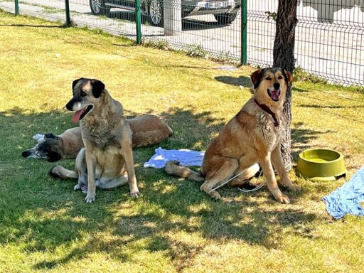 Çeşme’de yaşanan orman yangını herkesi derinden üzerken, yaşanan felaketin içinde