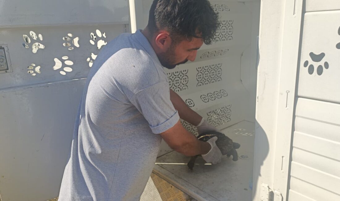 İzmir Büyükşehir Belediyesi ekiplerinin 23 Temmuz’da Bayındır’daki yangında kurtardığı kaplumbağanın