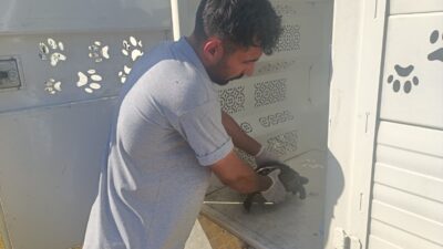 İzmir Büyükşehir Belediyesi ekiplerinin 23 Temmuz’da Bayındır’daki yangında kurtardığı kaplumbağanın