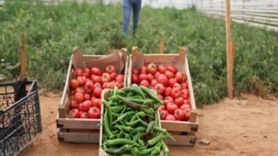 Aydın Büyükşehir Belediye Başkanı Çerçioğlu, üretim odaklı kırsal kalkınma projeleriyle