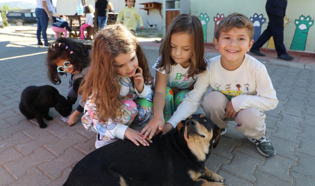 Muğla Büyükşehir Belediyesi Geçici hayvan Bakımevi, 3 bin 779 sahipsiz