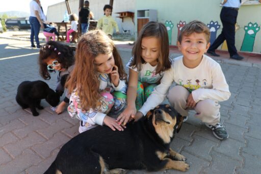 Muğla Büyükşehir Belediyesi Geçici hayvan Bakımevi, 3 bin 779 sahipsiz