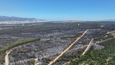 Son bir ayda İzmir’i etkileyen orman yangınlarının geride bıraktığı hasar