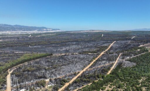 Son bir ayda İzmir’i etkileyen orman yangınlarının geride bıraktığı hasar