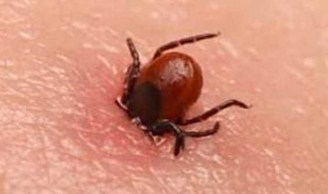 Yaz mevsimiyle birlikte artan Kırım Kongo Kanamalı Ateşi (KKKA) vakalarına