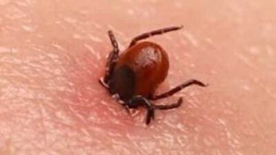 Yaz mevsimiyle birlikte artan Kırım Kongo Kanamalı Ateşi (KKKA) vakalarına