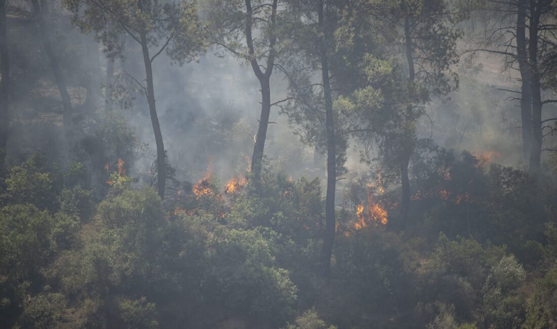 Seferihisar ve Menderes yangınlarının bilançosu ağır İzmir’i günlerdir etkileyen yangınlar, beraberinde ekolojik ve ekonomik yıkımı da