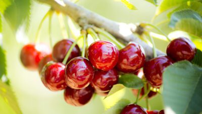 Türkiye’nin dünya birincisi olduğu kirazı bu yıl Mart ve Nisan