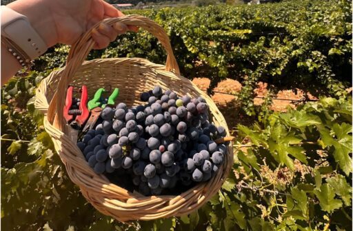 Urla'da 2600 yıllık gelenek devam ediyor