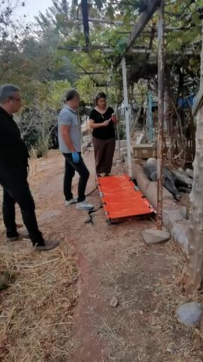 İzmir Büyükşehir Belediyesi ekipleri, ateşli silahla yaralandığı belirlenen bir domuzu,