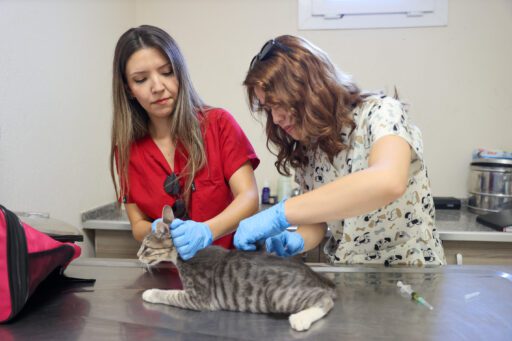 Buca Belediyesi’nden Patili Dostlara 212 Sıcak Yuva