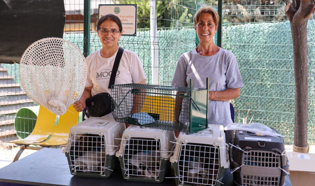Buca Belediyesi, 2025’te 212 Sokak hayvanları kedi ve köpeği sıcak