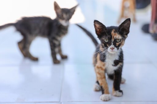 Buca Belediyesi’nden sokak hayvanlarına 212 Sıcak Yuva