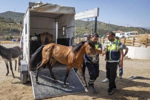 Buca'daki haralara terk edilen sahipsiz atlar Pako'da