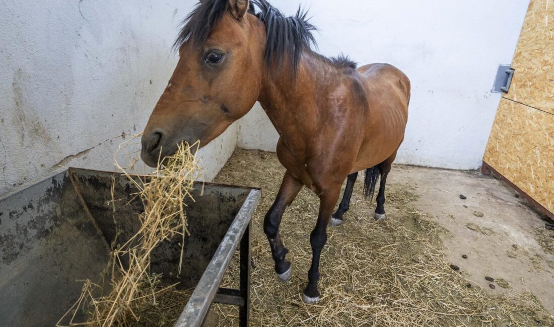 İzmir Büyükşehir Belediyesi ekipleri, ihbar üzerine Buca'daki bakımsız haralara operasyon
