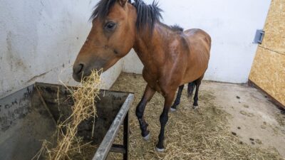 İzmir Büyükşehir Belediyesi ekipleri, ihbar üzerine Buca'daki bakımsız haralara operasyon