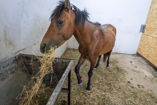 İzmir Büyükşehir Belediyesi ekipleri, ihbar üzerine Buca'daki bakımsız haralara operasyon