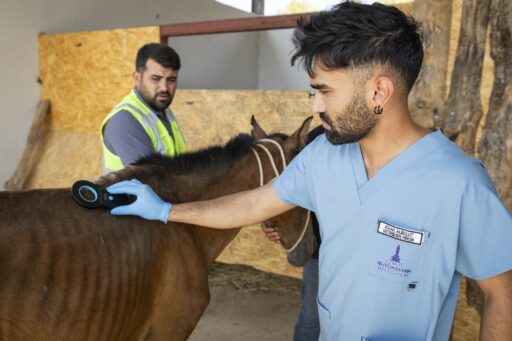 Buca'daki haralara terk edilen sahipsiz atlar Pako'da
