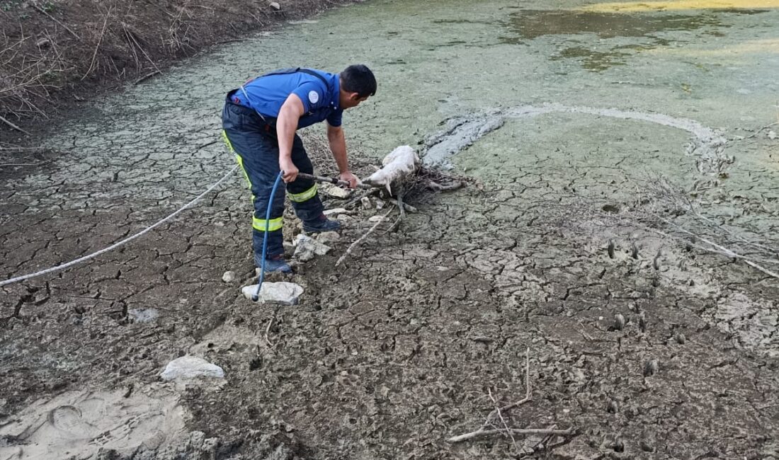 Denizli Büyükşehir Belediyesi İtfaiye ekipleri, Güney ilçesi Koparan Mahallesi’nde gölete