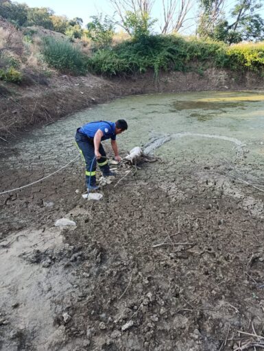 Denizli Büyükşehir Belediyesi İtfaiye ekipleri, Güney ilçesi Koparan Mahallesi’nde gölete