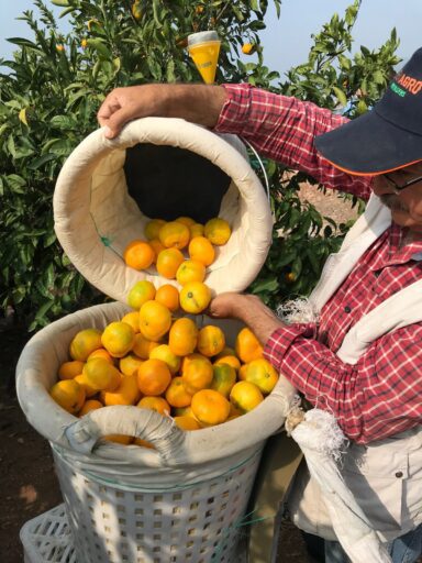 Ege Bölgesi Narenciye Rekoltesi Azaldı, 449 bin ton